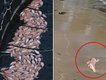 The salmon industry has been slammed after a mass dying event of farmed fish in Tasmania’s southeast, as dead salmon was up on the state’s beaches.