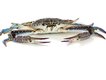 A woman caught 73 undersized crabs from the Peel Harvey Estuary. 