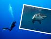 Two brothers have spoken about how they were left in shark-infested waters when their scuba diving boat ‘abandoned’ them.