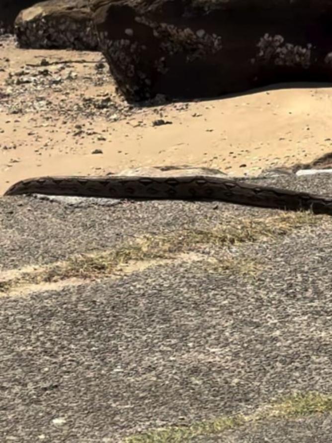 Locals were warned to avoid approaching the animal. Picture: Facebook