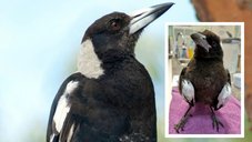 Mandurah Wildlife and Rehabilitation Centre is calling on residents to reconsider feeding wild magpies.