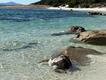 A shark alert was posted on SharkSmart at 1.21pm, warning people to avoid the area as the carcass may attract sharks.