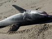 A male great white shark washed up on Henley Beach. Picture Casey Treloar/7News